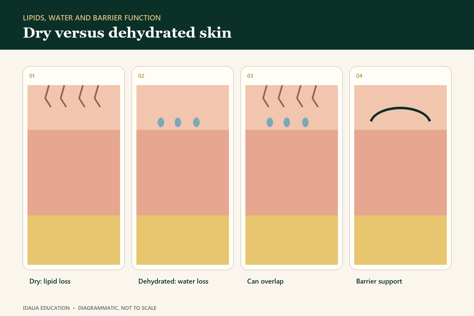 Dry versus dehydrated skin